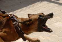 Ο σκύλος μου ορμάει σε άλλα σκυλιά – 5 εύκολοι τρόποι ελέγχου της επιθετικότητας