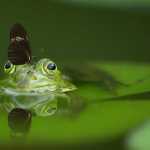 Ζην ή ζειν; Ποιο είναι το σωστό;