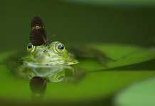 Ζην ή ζειν; Ποιο είναι το σωστό;