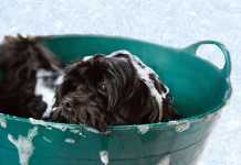 Tips για να λατρέψει ο σκύλος σου το μπανιάρισμα μπανιο σκύλου
