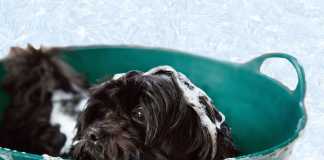 μπανιο σκύλου