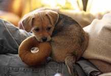 Koλπάκια για χαρούμενα ζωάκια και σπίτι καθαρό !