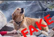 Σεισμός στην Αλβανία: FAKE η φωτογραφία του σκύλου που κλαίει στα συντρίμμια