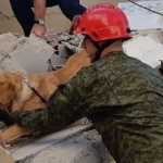 Σεισμός στην Αλβανία: Σκύλος-διασώστης εντόπισε τρία άτομα κάτω από τα συντρίμμια
