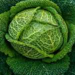 Σιγά τα λάχανα! (γιατί το λέμε – τι σημαίνει;)