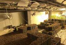 Τεράστιο φυτώριο κάνναβης στο Αιγάλεω (φωτογραφίες)