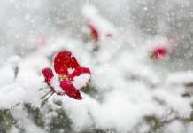 Καιρός: Χειμερινή επιδείνωση