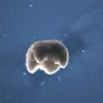 Γνωρίστε τα xenobots: Τα πρώτα ζωντανά, αυτο-θεραπευτικά ρομπότ από βλαστοκύτταρα (video)