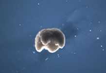 Γνωρίστε τα xenobots: Τα πρώτα ζωντανά, αυτο-θεραπευτικά ρομπότ από βλαστοκύτταρα (video)