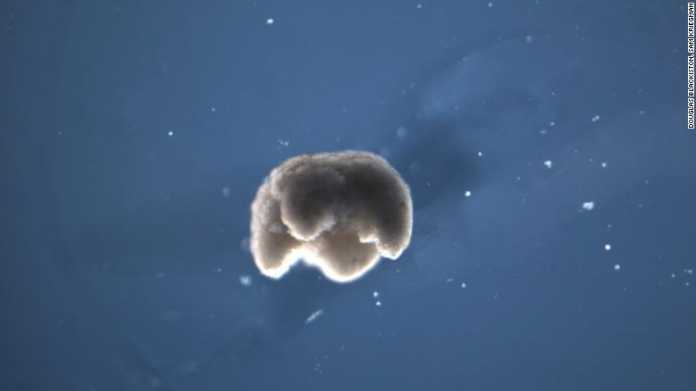 200114105714-01-xenobots-uvm-exlarge-169