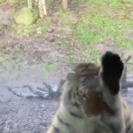 Tο μενού στο ζωολογικό πάρκο του Δουβλίνου ήταν ο γιος μου σήμερα…