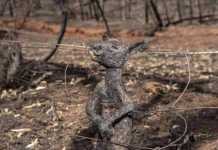 Γιατί δεν ?? #PrayForAustralia ❤️, παιδιά; Σας πέφτει μακριά; (videos + photos)