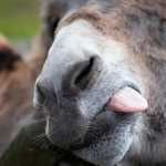 Κατά φωνή κι ο γάιδαρος! (γιατί το λέμε & τι σημαίνει;)