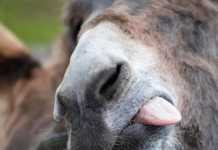 Κατά φωνή κι ο γάιδαρος! (γιατί το λέμε & τι σημαίνει;)