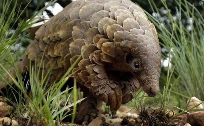 ΠΑΓΚΟΛΙΝΟΣ