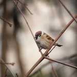 Eckhart Tolle: To μυστικό της ζωής είναι να ανακαλυψεις ότι δεν υπάρχει θάνατος