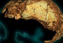 Νότια Αφρική: Βρέθηκε το αρχαιότερο στον κόσμο κρανίο Homo erectus