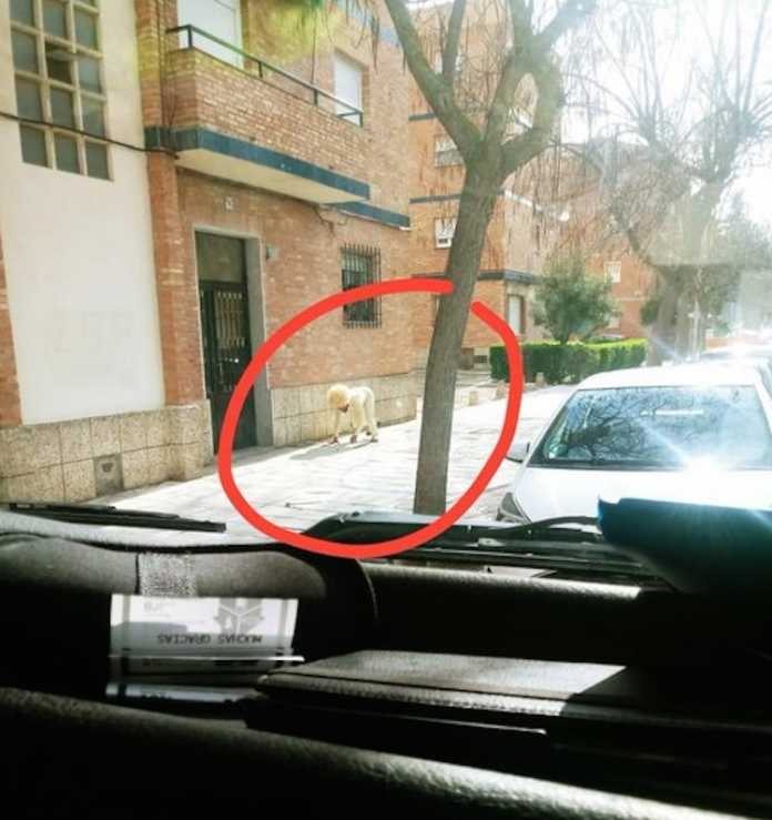 αντρς σκυλος