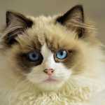 Κορονοϊός: Γιατί προκαλεί ανησυχία η περίπτωση της γάτας στο Βέλγιο