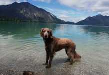 Σκύλος, ζέστη και προστασία. Top 10 συμβουλές!