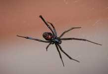 Η δραματική περιγραφή του πατέρα του βρέφους που τσιμπήθηκε από μαύρη αράχνη (video)