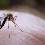 Επτά λόγοι που τα κουνούπια τσιμπούν εσάς και όχι τον διπλανό σας