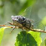Καιρός… για να σκάσει ο τζίτζικας