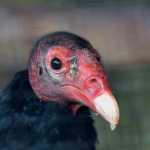 Powel Motyl: διαφέρουμε καθόλου από τη γαλοπούλα