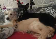 Από αδέσποτα στην Αλεξανδρούπολη σε σκυλιά – θεραπευτές στη Γερμανία