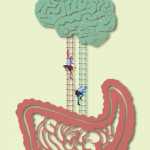 Πώς το έντερο “μιλάει” με τον εγκέφαλό μας