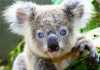 Με εξαφάνιση ως το 2050 απειλούνται τα κοάλα στην Αυστραλία