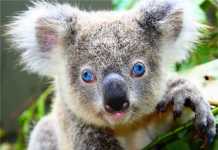 Με εξαφάνιση ως το 2050 απειλούνται τα κοάλα στην Αυστραλία