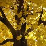 Χαιρέτα μου τον Πλάτανο! (γιατί το λέμε και τι σημαίνει;)