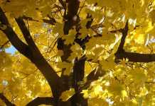 Χαιρέτα μου τον Πλάτανο! (γιατί το λέμε και τι σημαίνει;)