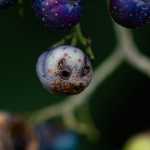 Τα… τερατάκια του Ισαάκ