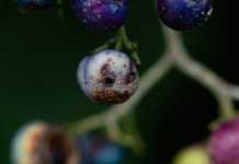 Τα… τερατάκια του Ισαάκ