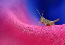 Το μαντίλι της Περιφέρειας Ιονίων Νήσων και η γυροβολιά