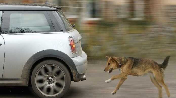 ΣΚΥΛΟΣ ΑΥΤΟΚΙΝΗΤΑ