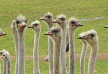 …κι όμως: Η στρουθοκάμηλος δεν «στρουθοκαμηλίζει»