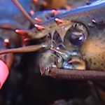 Mαστουρωμένοι αστακοί! ‘Ενας πρωτότυπος τρόπος για να μην υποφέρουν στο βράσιμο!