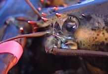 Mαστουρωμένοι αστακοί! ‘Ενας πρωτότυπος τρόπος για να μην υποφέρουν στο βράσιμο!