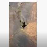 Δηλητηριώδες, σπάνιο σκαθάρι 12 εκατοστών στον Πλαταμώνα (video)