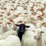 Μήπως είσαι εσύ το μαύρο πρόβατο της οικογένειας;