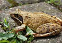 Ο βάτραχος της σιωπής