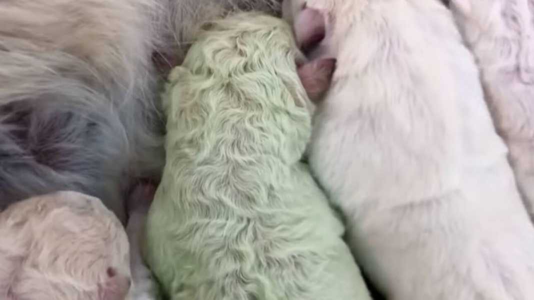 ΠΡΑΣΙΝΟ ΚΟΥΤΑΒΑΚΙ