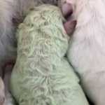 Κουτάβι στην Ιταλία γεννήθηκε… πράσινο! (video)