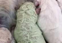 Κουτάβι στην Ιταλία γεννήθηκε… πράσινο! (video)