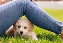 Ένας στους πέντε ανθρώπους προτιμά να έχει σκύλο παρά να βρίσκεται σε σχέση