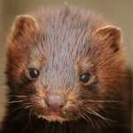 Ανησυχούν οι ελληνικές κτηνιατρικές υπηρεσίες λόγω των κρουσμάτων κορονοϊού σε βιζόν