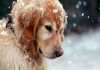 Κι όμως… τα σκυλιά κρυώνουν τον χειμώνα – Συμβουλές των ειδικών